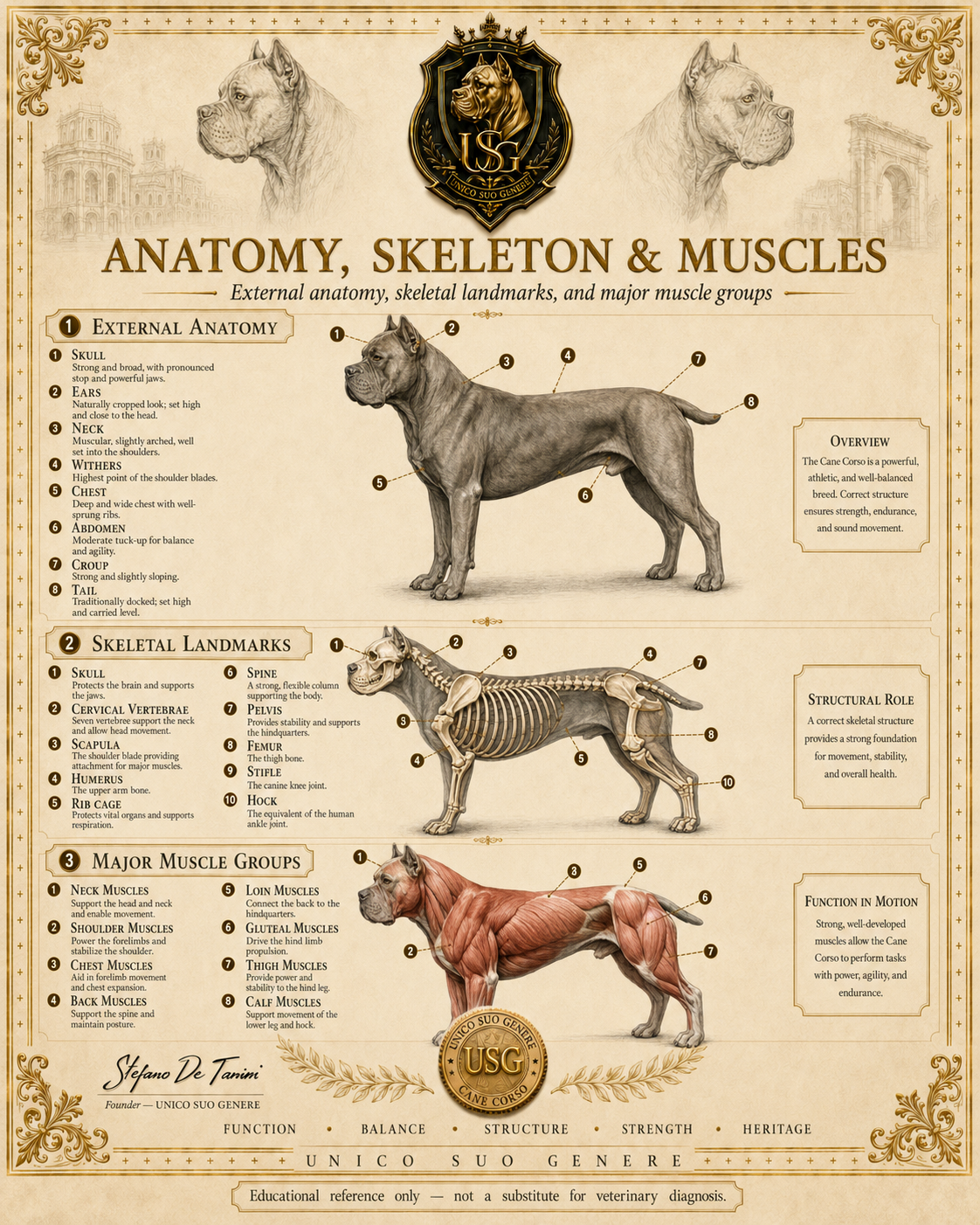 Anatomy, Skeleton & Muscles